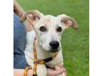 Adopt Susie a White - with Tan, Yellow or Fawn Terrier (Unknown Type