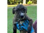 Adopt Drizzle a Black - with White Standard Schnauzer / Mixed dog in Locust