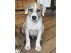 Adopt Beck a White - with Tan, Yellow or Fawn Catahoula Leopard Dog / Mixed dog