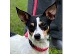 Adopt Gracie a Tricolor (Tan/Brown & Black & White) Jack Russell Terrier / Mixed
