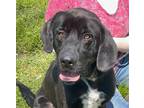 Adopt Ronan a Black - with White Labrador Retriever / Hound (Unknown Type) /
