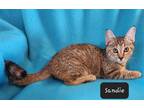 Adopt Sandie YOUNG FEMALE a Brown Tabby Domestic Shorthair / Mixed (short coat)