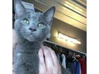 Adopt Bram a Domestic Shorthair / Mixed cat in Marion, IL (39170717)