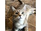 Adopt Mary Shelley a Gray or Blue Domestic Shorthair / Mixed cat in Marion