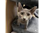 Adopt Raphael a Gray or Blue Domestic Shorthair / Mixed cat in Marion