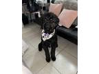 Adopt Milo a Black Goldendoodle / Mixed dog in Pembroke Pines, FL (39188622)