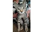Adopt Francesca a Cream or Ivory Siamese / Mixed cat in Phoenix, AZ (39126232)