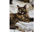 Adopt Gizmo a Tortoiseshell Domestic Mediumhair / Mixed (medium coat) cat in