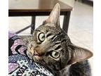 Adopt Winston *Bonded to Wolfgang a Brown Tabby Domestic Shorthair / Mixed