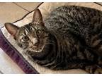 Adopt Wolfgang *Bonded to Winston a Brown Tabby Domestic Shorthair / Mixed