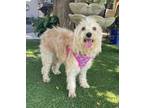 Adopt Goldie a White Goldendoodle / Mixed dog in Temecula, CA (39188625)