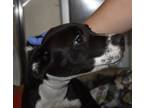 Adopt Ramono a American Pit Bull Terrier / Mixed dog in Birmingham