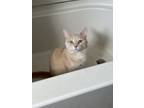 Adopt Whippers a Cream or Ivory (Mostly) Domestic Shorthair / Mixed (short coat)