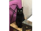 Adopt Noir a All Black American Shorthair / Mixed (short coat) cat in Los