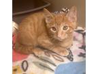 Adopt Winston a Orange or Red Domestic Shorthair / Mixed cat in Columbus