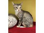 Adopt Yollie a Domestic Shorthair / Mixed cat in Fresno, CA (39188545)