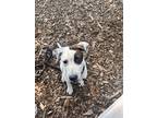 Adopt Viago a Labrador Retriever / Border Collie / Mixed dog in Lincoln