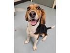 Adopt Edgar a Beagle / Mixed dog in Portsmouth, VA (39188530)