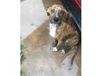 Adopt Sooner a Brindle - with White Great Dane / Mixed dog in Wichita Falls