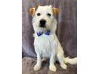 Adopt Casper a White - with Tan, Yellow or Fawn Parson Russell Terrier / Terrier