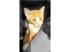Adopt Mr. T - Sheila's Litter a Domestic Shorthair / Mixed cat in Jacksonville