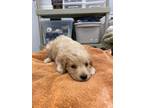 Adopt Louise a Golden Retriever / Cattle Dog / Mixed dog in Phoenix