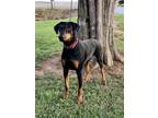 Adopt Drax a Doberman Pinscher / Mixed dog in Walton County, GA (39187361)