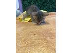 Adopt 54124950 a Brown Tabby Domestic Mediumhair / Mixed cat in El Paso