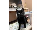Adopt Gemma a Domestic Shorthair / Mixed cat in Kelowna, BC (39188422)