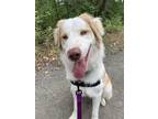 Adopt Oakley -Adoptionpending a Australian Shepherd / Great Pyrenees / Mixed dog