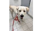 Adopt Walter a Labrador Retriever / Great Pyrenees / Mixed dog in Kelowna
