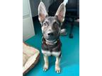 Adopt Arlo a Belgian Malinois / German Shepherd Dog / Mixed dog in Richmond