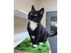 Adopt Ocean a Domestic Mediumhair / Mixed (medium coat) cat in Powell River