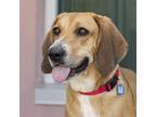 Adopt Foxtrot a Beagle / Mixed dog in Golden, CO (39188413)