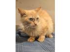 Adopt Cleo a Domestic Mediumhair / Mixed cat in Sudbury, ON (39188396)