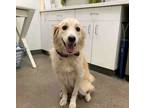 Adopt Shylo a Red/Golden/Orange/Chestnut - with White Golden Retriever / Mixed