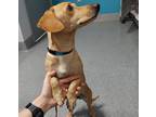 Adopt Bella a Dachshund / Mixed dog in Escondido, CA (39188483)