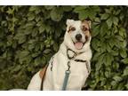 Adopt Archie (Foster-to-Adopt) a White - with Tan, Yellow or Fawn Blue Heeler /