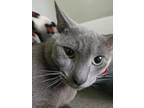 Adopt Mr.Smokes a Gray or Blue Russian Blue / Mixed (short coat) cat in