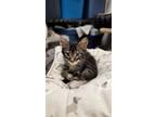 Adopt Oscar a Brown Tabby Domestic Mediumhair / Mixed (medium coat) cat in Grand