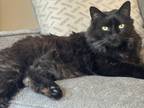 Adopt Finn a All Black Domestic Mediumhair / Mixed (medium coat) cat in Rio