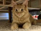 Adopt Bingo a Orange or Red Maine Coon (long coat) cat in Franklinville