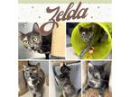 Adopt ZELDA a Gray or Blue (Mostly) Domestic Shorthair (short coat) cat in