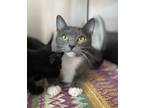 Adopt Rosalina a Domestic Shorthair / Mixed cat in Vernon, BC (39129541)