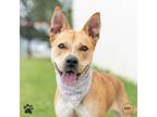 Adopt Dingo Lingo a American Pit Bull Terrier / Carolina Dog / Mixed dog in