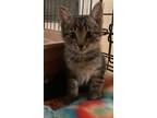 Adopt Kya a Brown or Chocolate (Mostly) Domestic Shorthair / Mixed (short coat)