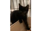 Adopt Merlin a All Black Domestic Shorthair / Mixed (short coat) cat in