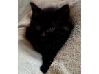 Adopt Brisee a All Black Maine Coon (long coat) cat in Ypsilanti, MI (39188368)