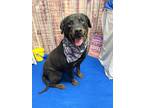 Adopt Cocoa a Rottweiler / Mixed dog in Laingsburg, MI (39172021)