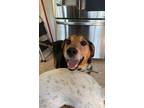Adopt Cujo a Beagle / Australian Shepherd / Mixed dog in Laingsburg